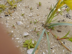 Zephyranthes bagnoldii