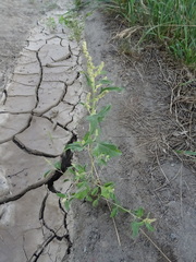 Atriplex tatarica