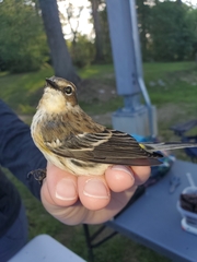 Setophaga coronata coronata