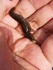 Alpheidae