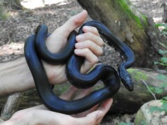 Pantherophis alleghaniensis