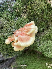 Laetiporus cincinnatus