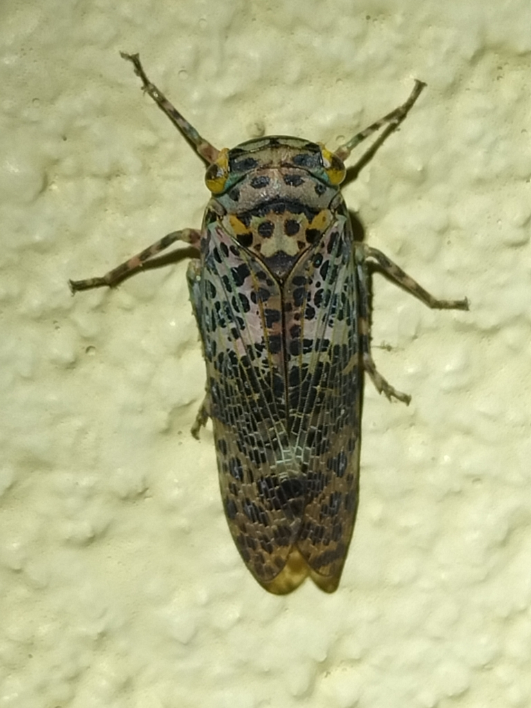 Desudaboides fuscomaculata
