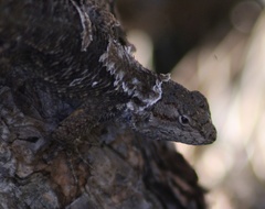 Sceloporus occidentalis occidentalis