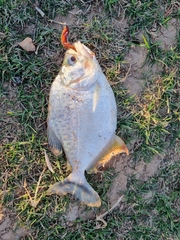 Serrasalmus marginatus