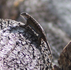 Sceloporus occidentalis occidentalis