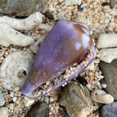 Conus rattus