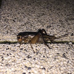 Teleogryllus emma