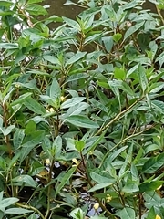 Ludwigia peploides