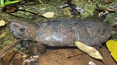 Platysternon megacephalum