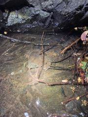 Platysternon megacephalum