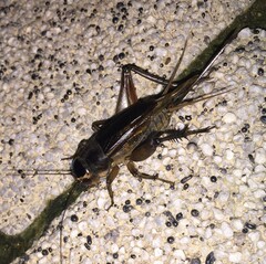 Teleogryllus emma