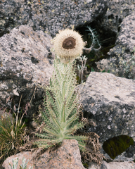 Cirsium nivale