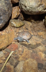 Mauremys reevesii