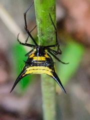 Micrathena schreibersi