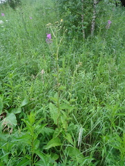 Crepis sibirica