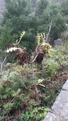 Sonchus fruticosus image