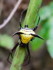 Micrathena schreibersi