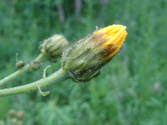 Crepis sibirica