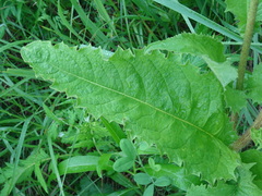 Crepis sibirica