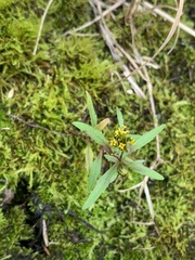 Erysimum cheiranthoides