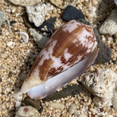 Conus striatus