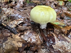 Tricholoma equestre