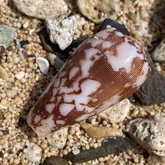 Conus striatus