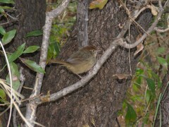 Cisticola aberrans