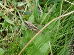 Platycleis albopunctata