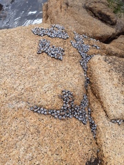 Echinolittorina peruviana