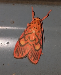 Ammatho cuneonotatus