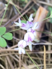 Lespedeza procumbens