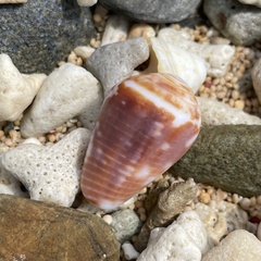 Conus catus