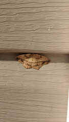 Prochoerodes lineola