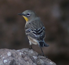 Setophaga coronata auduboni