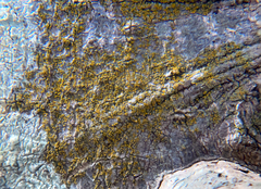 Caloplaca granularis