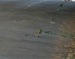 Chlorocebus pygerythrus pygerythrus