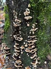 Thelephora terrestris