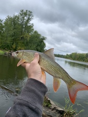 Moxostoma macrolepidotum