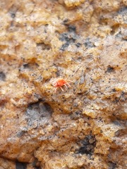 Trombidioidea