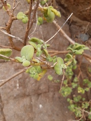 Nicotiana rupicola