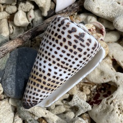 Conus litteratus