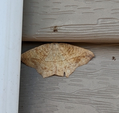 Prochoerodes lineola