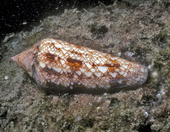 Conus gloriamaris