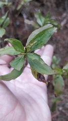 Hypericum glandulosum