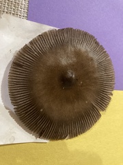Amanita sinicoflava