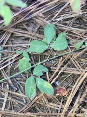 Lespedeza procumbens