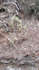 Hypericum glandulosum