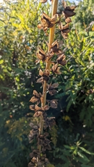 Digitalis purpurea
